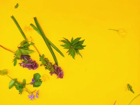 Flowers on a bright yellow background Stock-Footage 331746197