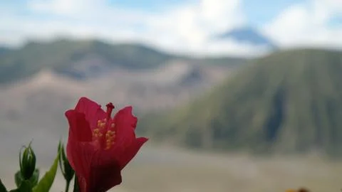 Flowers of Bromo Stock Photos