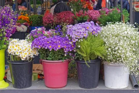 Flowers in buckets Stock Photos