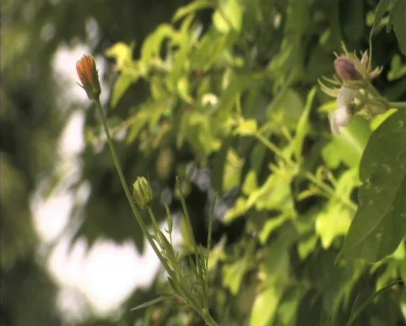 Flowers Budding Video stock 782064