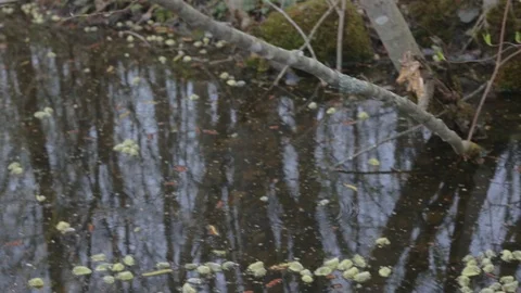 Flowers buds plants float on the surface of the water in a forest lake or river  Stock Footage 108916613