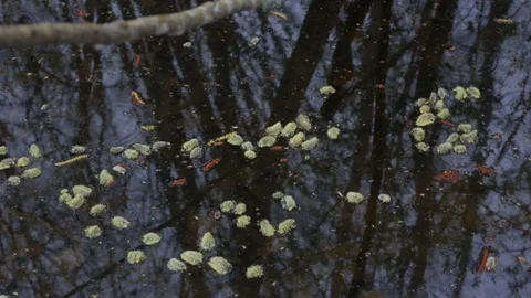 Flowers buds plants float on the surface of the water in a forest lake or river  Stock Footage 108916767