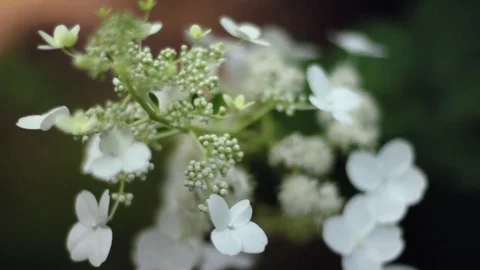 Flowers With Bugs Stock Footage 74207532