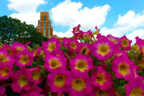 Flowers with a building Stock Photos