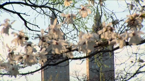 Flowers to Building Rack Focus Stockbeeldmateriaal 565783