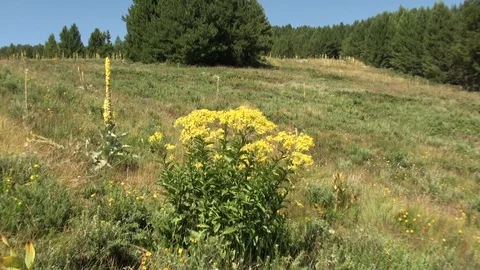FLOWERS IN BULGARIA 스톡 동영상 128714737