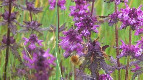 Flowers,  bumblebee Stock-Footage 733797