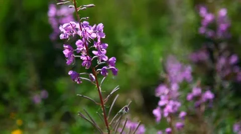 Flowers, bumblebee Stockbeeldmateriaal 10833584