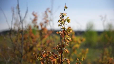 Flowers of a bush moving in the wind Stock Footage 294205044
