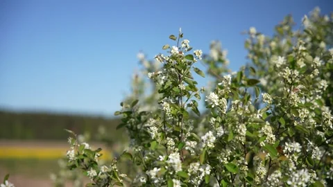 Flowers of a bush moving in the wind Stock Footage 294205243