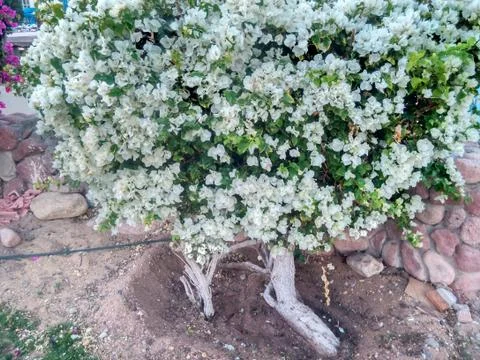 Flowers, bush, tree Stock Photos