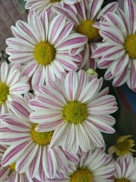Flowers C 写真素材
