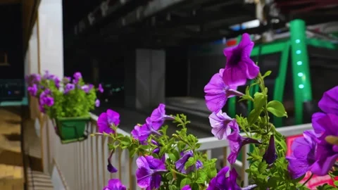 Flowers at the cable car station Stock Footage 279085167