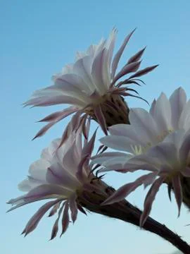 Flowers of cactus Stock Photos