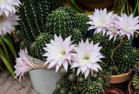 Flowers of cactus Stock Photos