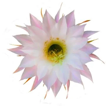 Flowers of cactus Stock Photos