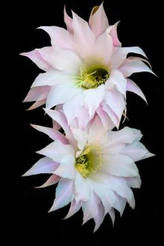 Flowers of cactus Stock Photos