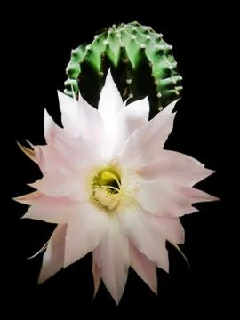 Flowers of cactus Foto stock