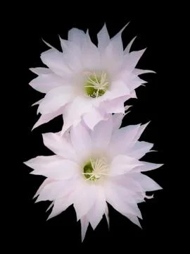 Flowers of cactus Stock Photos