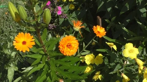 Flowers a calendula on a bed in a garden  Video stock 70229221
