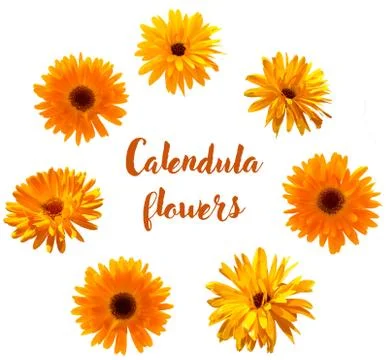 Flowers of calendula closeup, isolated objects set 스톡 사진