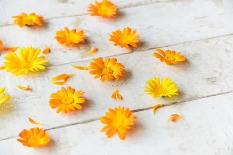 Flowers of calendula Stock Photos