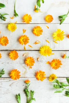 Flowers of calendula Stock Photos