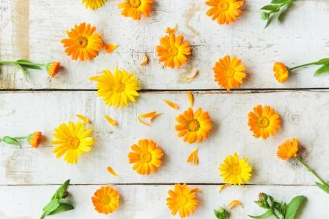 Flowers of calendula Stock Photos