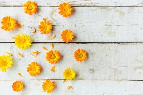 Flowers of calendula Stock Photos