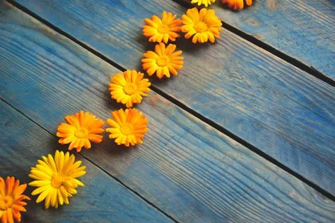 Flowers of calendula Stock Photos