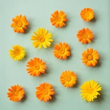 Flowers of calendula Foto stock