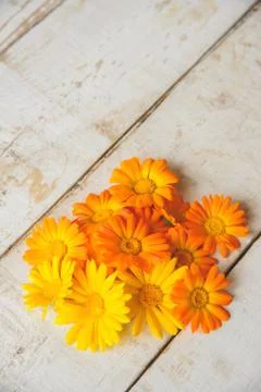 Flowers of calendula Stock Photos