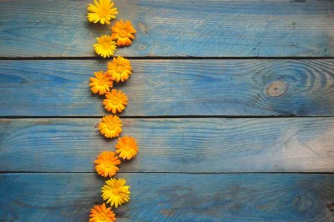 Flowers of calendula Stock Photos