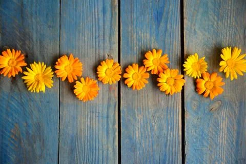 Flowers of calendula Stock Photos