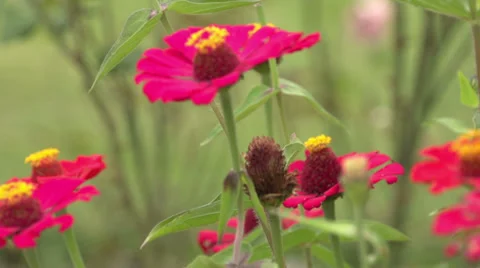 Flowers camera movement Stock Footage 34487691