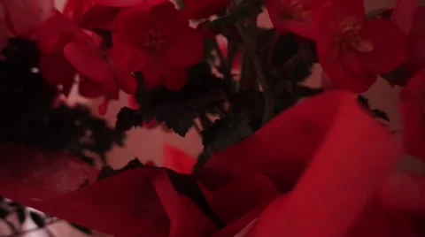 Flowers camera moving Stock Footage 63176606