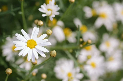 Flowers camomile Stock Footage 37734989