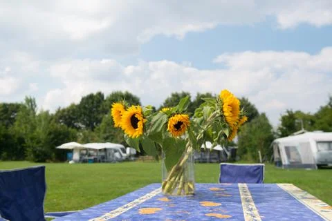 Flowers at campsite Stock Photos