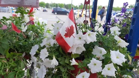 Flowers with Canadian flags Stock-Footage 314943069