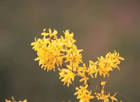 Flowers on Cane Photos