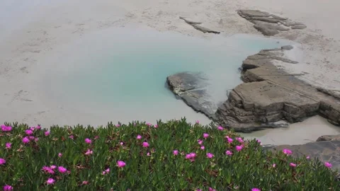 Flowers in the Cantabrian coast in the first days of spring Stock Footage 306706641