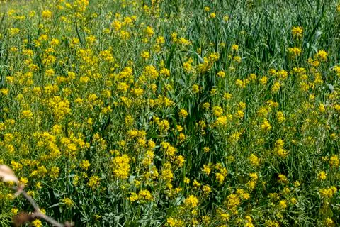 Flowers in caos 库存照片