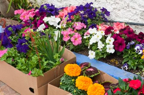 Flowers into cardboard boxes Stock Photos