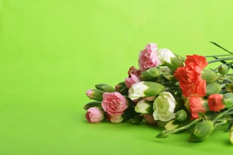 Flowers carnation Stock Photos