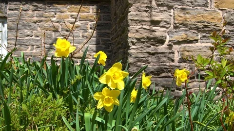 Flowers in a Castle Garden Stockbeeldmateriaal 106965858