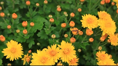 Flowers with caterpillar 库存影片 890441