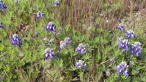 Flowers at Cattle Point Vídeo Stock 190807573