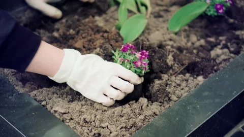 Flowers On Cemetery.Cleaning Grave Plot And Planting New Common Stock Footage 190298772
