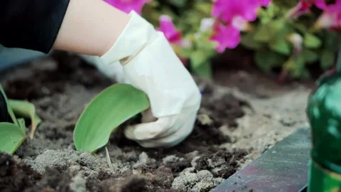 Flowers On Cemetery.Cleaning Grave Plot Planting New Common Heather Stock Footage 195991407
