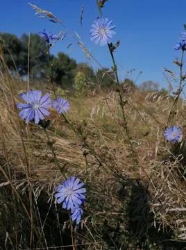Flowers Centauréa Stock Photos